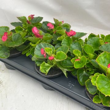 Begonia 'Topspin Rose'