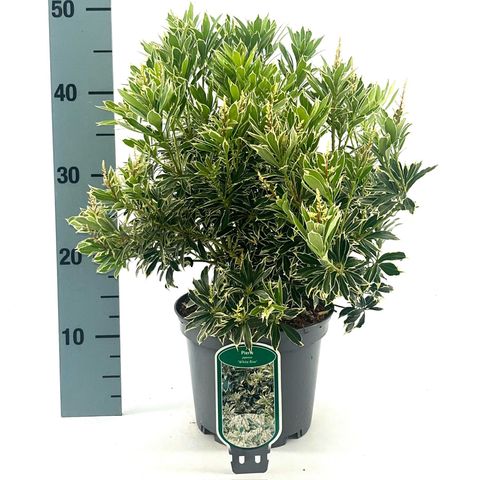 Pieris japonica 'White Rim'