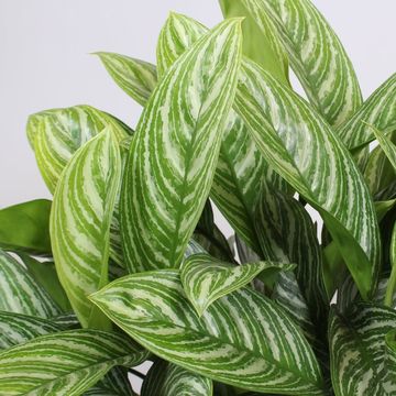 Aglaonema 'Stripes'