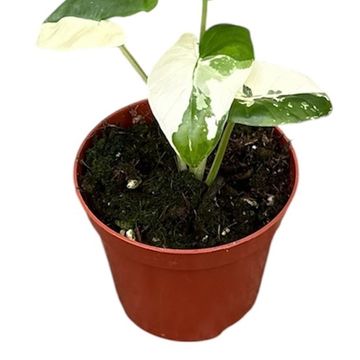 Alocasia macrorrhizos 'Variegata'