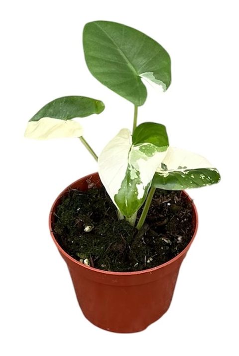 Alocasia macrorrhizos 'Variegata'