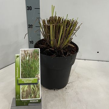 Pennisetum alopecuroides 'Red Head'