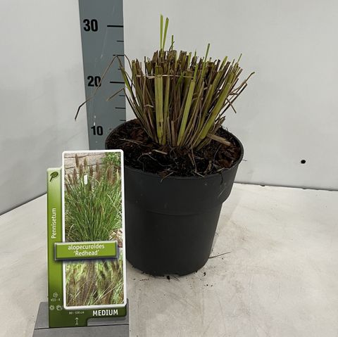 Pennisetum alopecuroides 'Red Head'