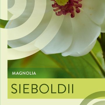 Magnolia sieboldii