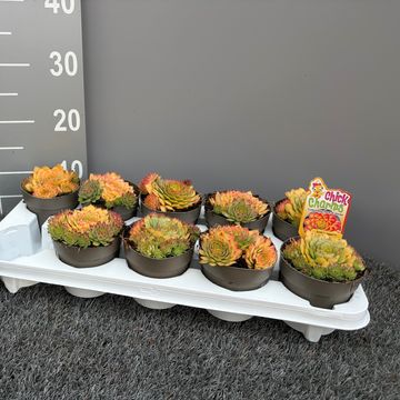 Sempervivum CHICK CHARMS GOLD NUGGET