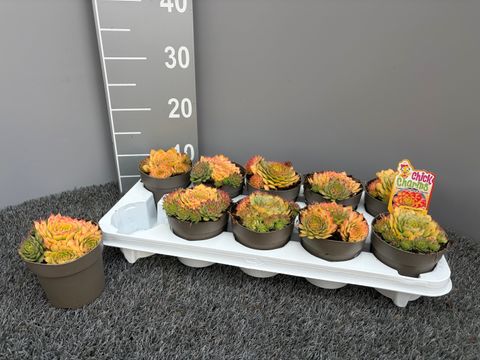 Sempervivum CHICK CHARMS GOLD NUGGET