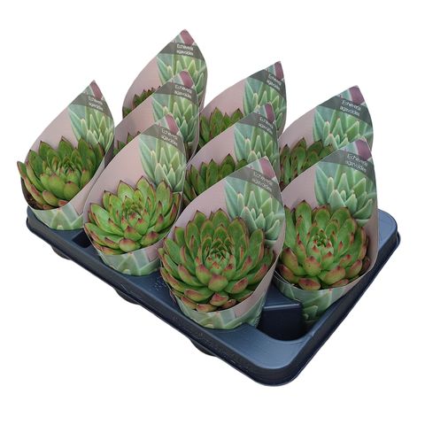 Echeveria agavoides 'Christmas'