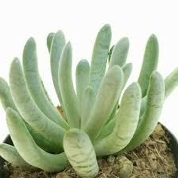 Senecio scaposus 'Compactum'