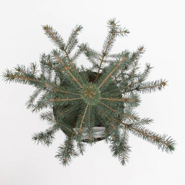 Picea pungens 'Glauca'