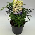 Choisya 'Aztec Pearl'