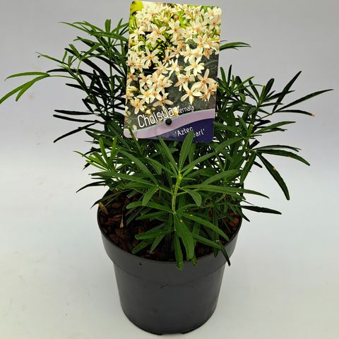 Choisya 'Aztec Pearl'