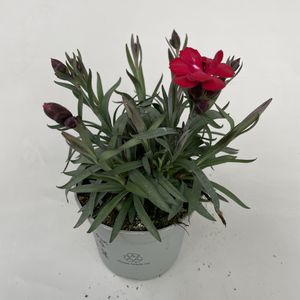 Dianthus SUPER TROUPER CARMEN