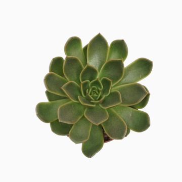 Echeveria 'Mira'
