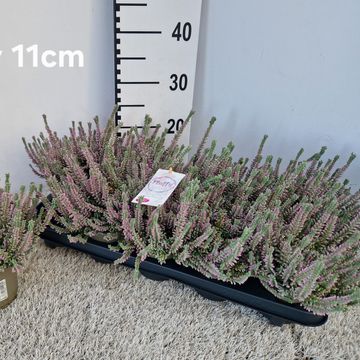 Calluna vulgaris GARDEN GIRLS FLUFFY