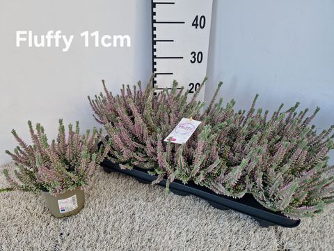 Calluna vulgaris GARDEN GIRLS FLUFFY