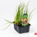 Allium cepa