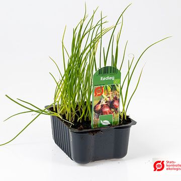 Allium cepa