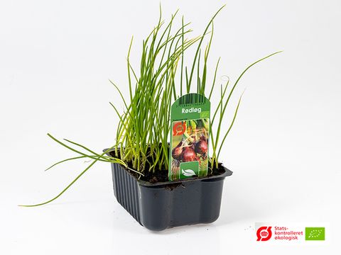 Allium cepa