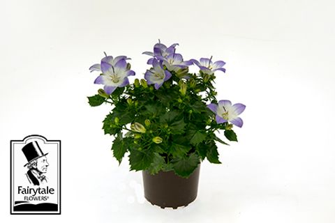 Campanula portenschlagiana 'Fancy Mee'