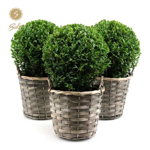 Buxus sempervirens