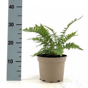 Dryopteris dilatata