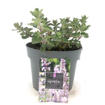 Nepeta 'Six Hills Giant'