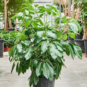 Schefflera actinophylla 'Amate'