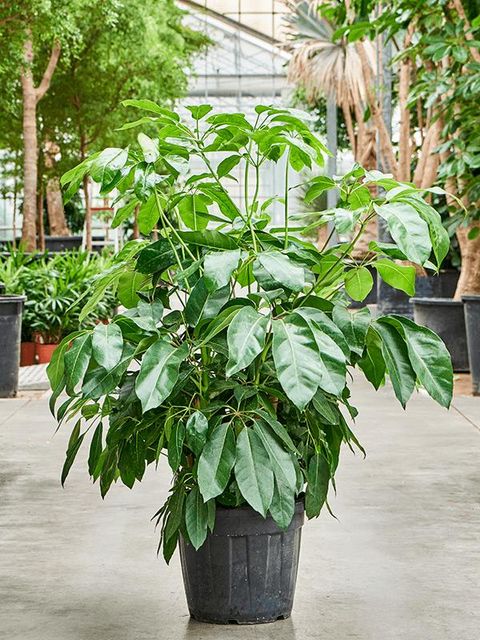 Schefflera actinophylla 'Amate'