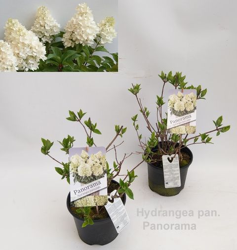 Hydrangea paniculata PANORAMA