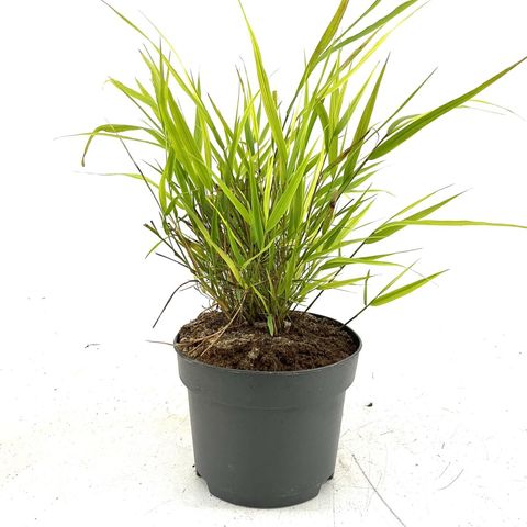 Hakonechloa macra