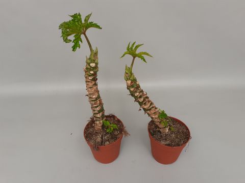 Begonia carolineifolia 'Highlander'