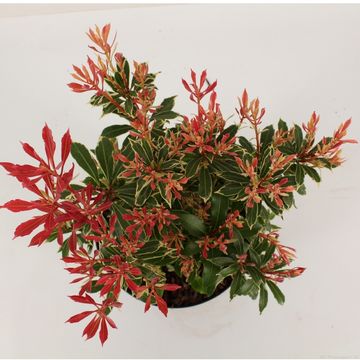 Pieris japonica 'Carnaval'