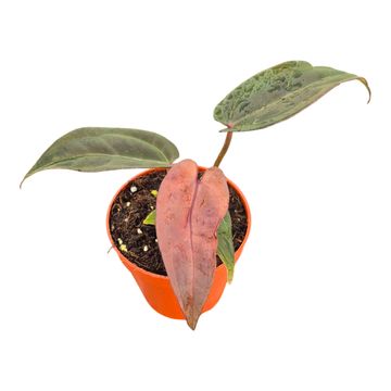 Anthurium DocBlock Anthurium Red Velvet Cake® '24' X Dark & Handsome® '9'