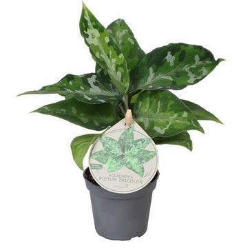 Aglaonema pictum 'Tricolor'