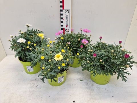 Argyranthemum frutescens MIX