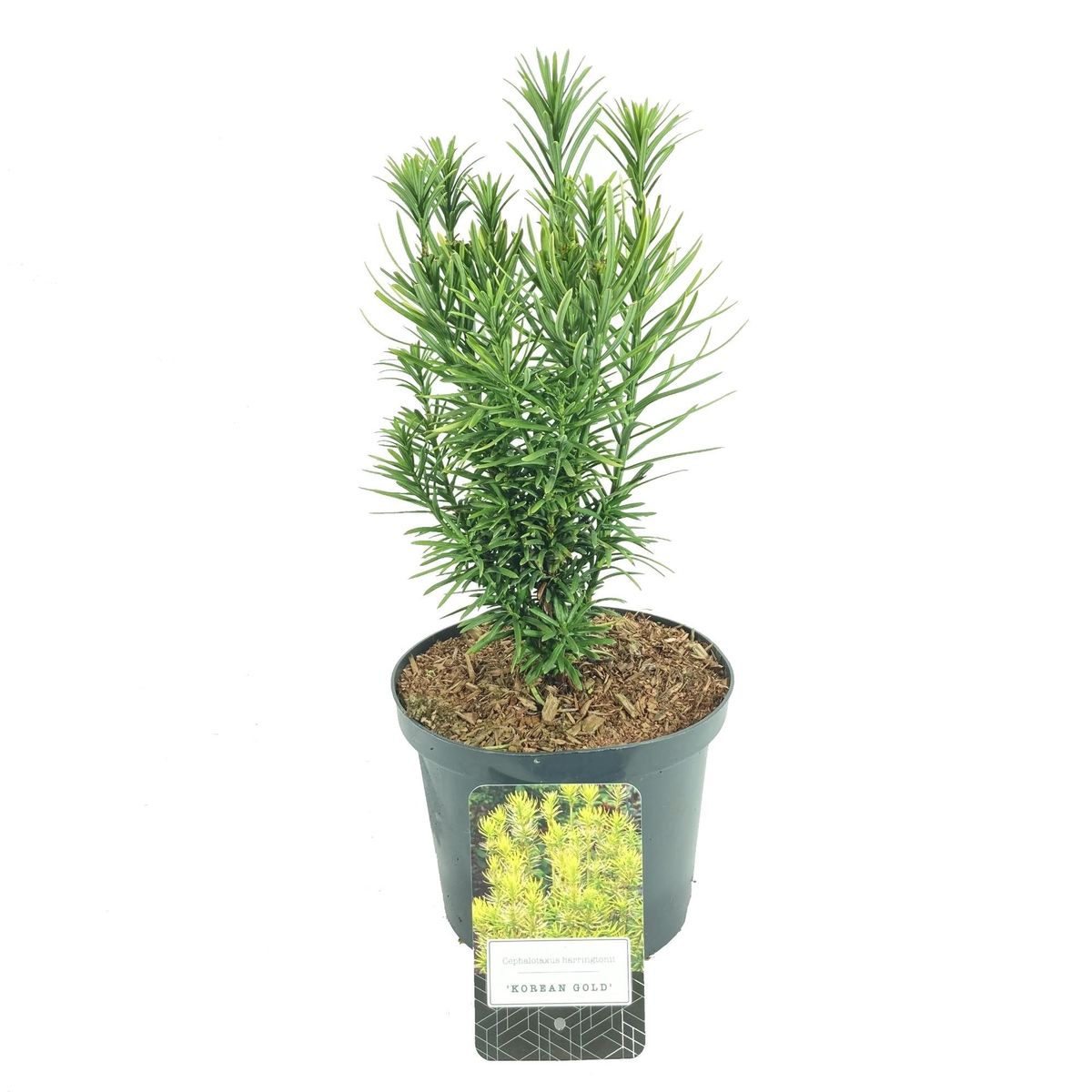 Cephalotaxus harringtonii ‘Korean Gold’ — Plant Wholesale FlorAccess