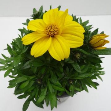 Bidens ferulifolia 'Popstar'