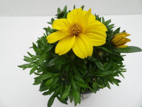 Bidens ferulifolia 'Popstar'