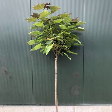 Catalpa x erubescens 'Purpurea'