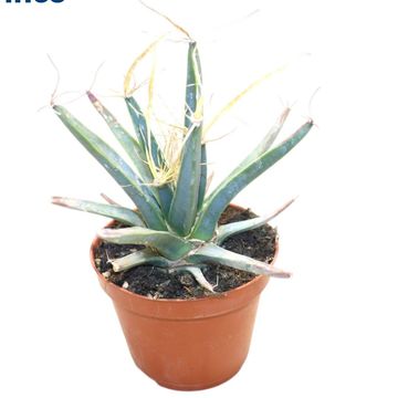 Leuchtenbergia principis