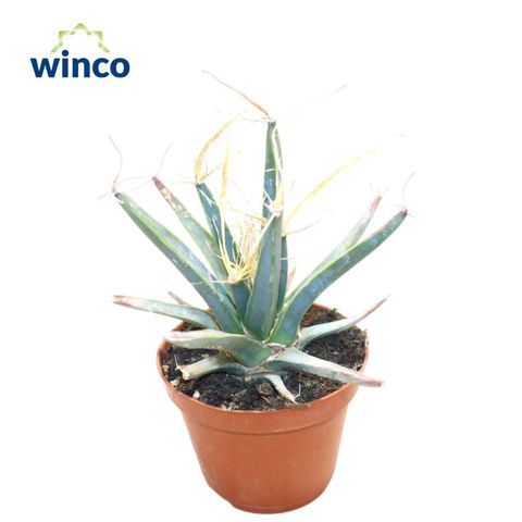 Leuchtenbergia principis