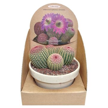 Echinocereus rigidissimus rubispinus