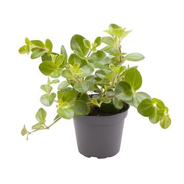 Peperomia rotundifolia