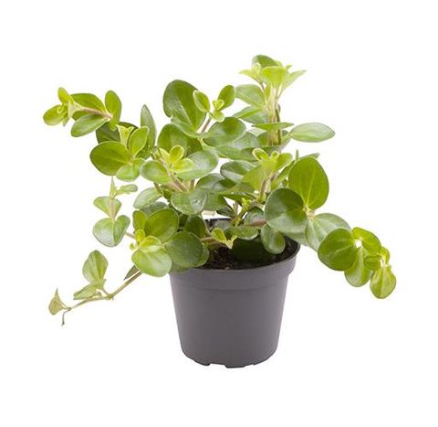 Peperomia rotundifolia