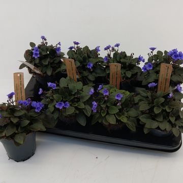 Saintpaulia TRAILING MINI BLUE