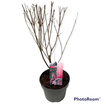 Syringa microphylla 'Superba'