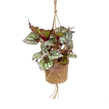 Plantes d'interieur MIX