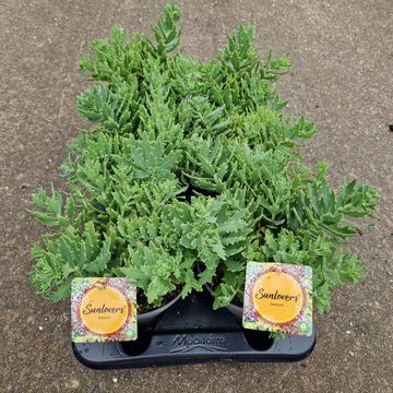 Sedum 'Thundercloud'