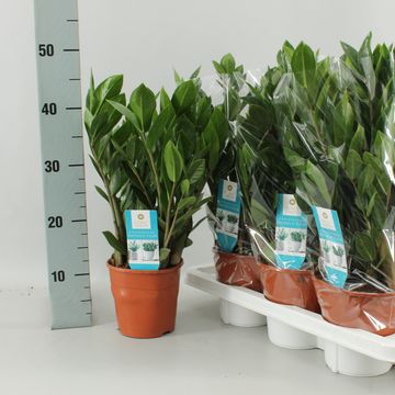 Zamioculcas zamiifolia