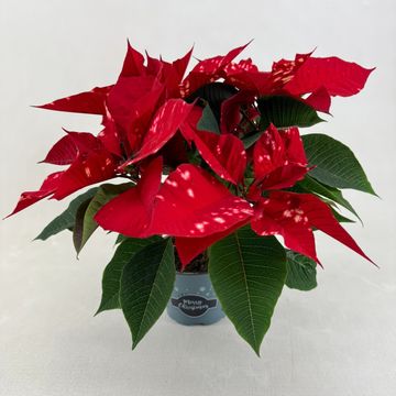 Euphorbia pulcherrima FANTASY STAR RED